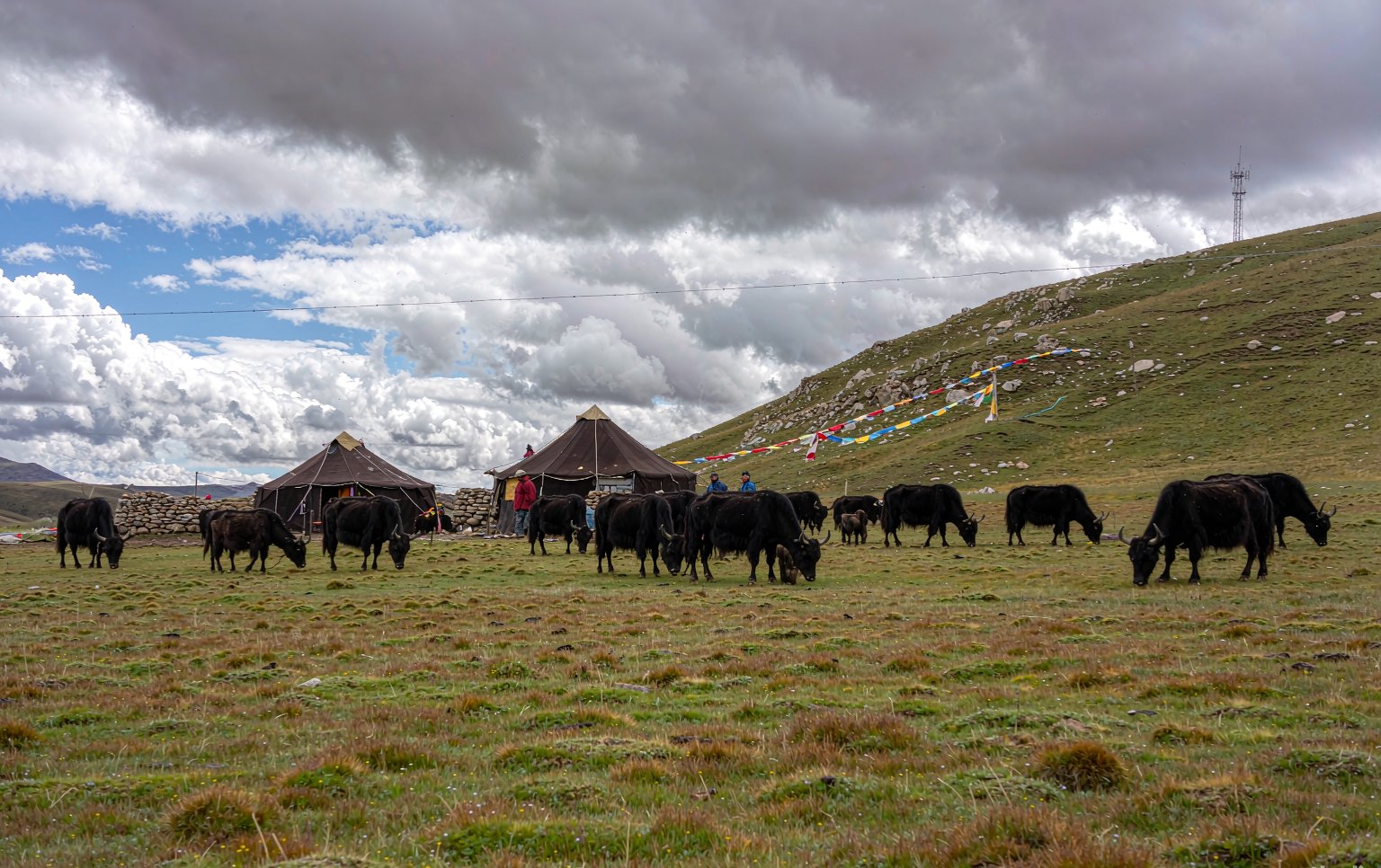 Qinghai grassland with yaks and snow peaks